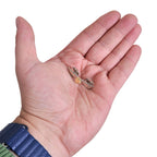 Product image Harry Potter - The Golden Snitch Pin