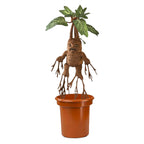 Produktbild Harry Potter - Plyschmandragora med ljud 35 cm
