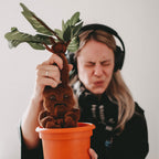 Produktbild Harry Potter - Plyschmandragora med ljud 35 cm