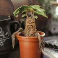 Product image Mandrake - Harry Potter Magical Creatures Figure
