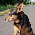 Produktbild Avengers - Comic Heroes hundkoppel