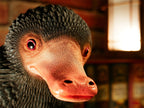 Produktbild Niffler Livsstor Staty - Fantastiska Vidunder