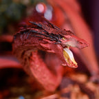 Produktbild Sagan om Ringen - Smaug-figur